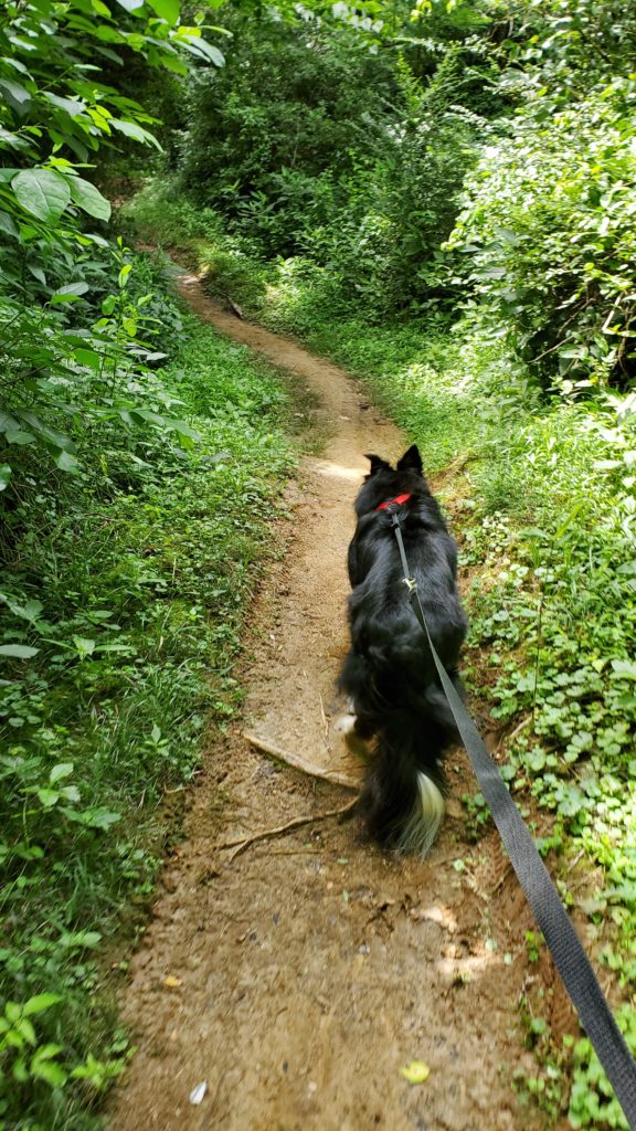 Border collie, Finley, going for a dog hike at Wheldon Peete Park in Bowling Green, KY.