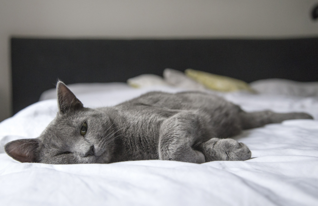 House and Pet Sitting