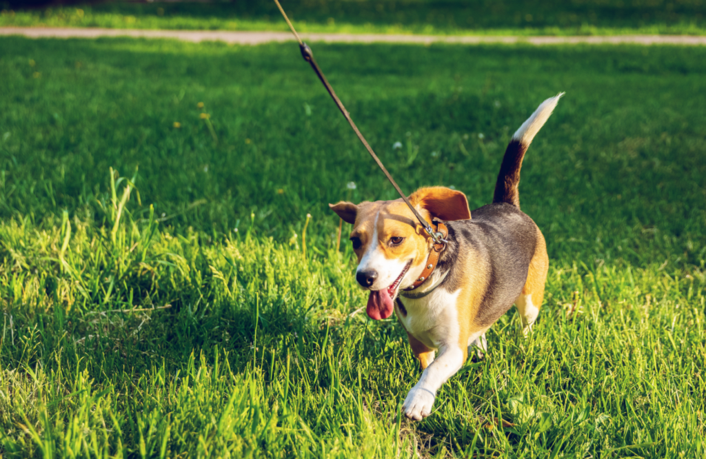 Dog Walking & Dog Hiking