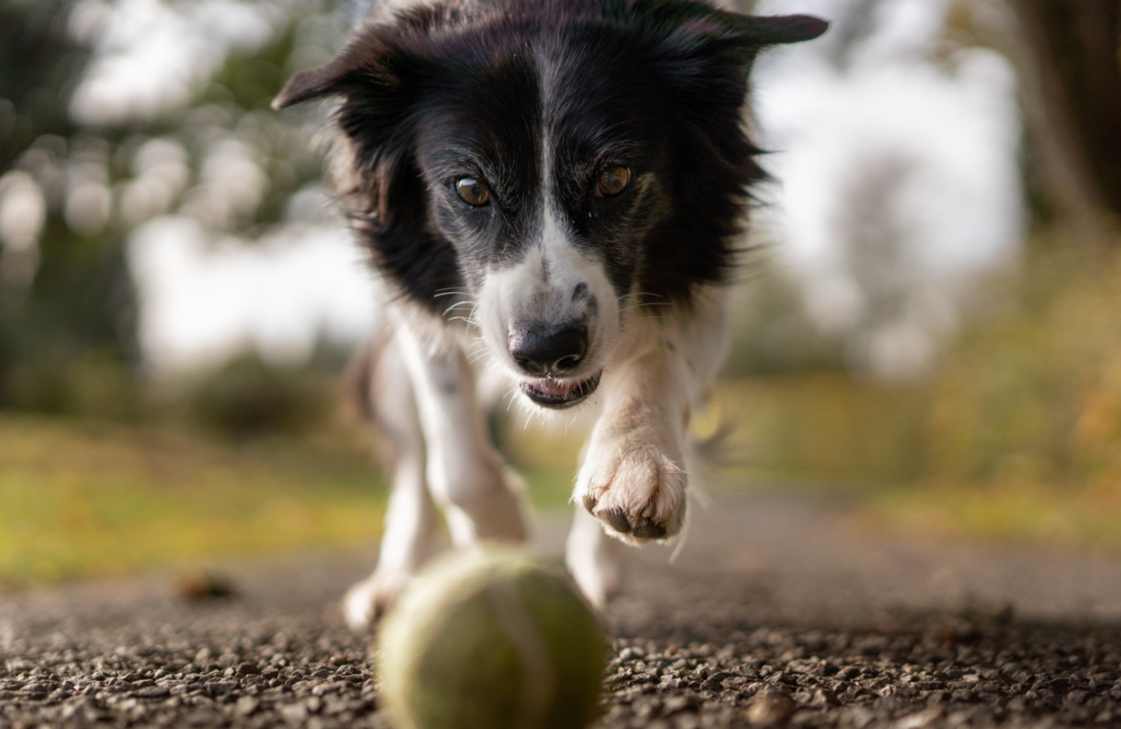 Drop-in pet care visits to potty, medicate, feed, or play