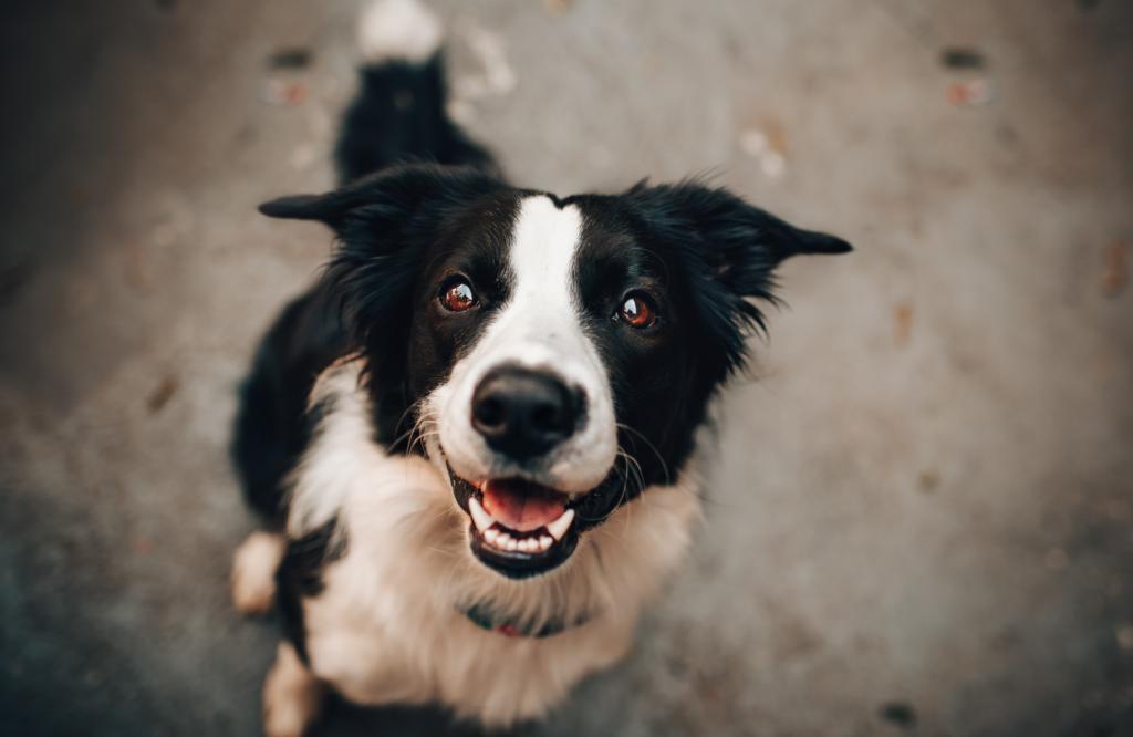 A dog sitting near me