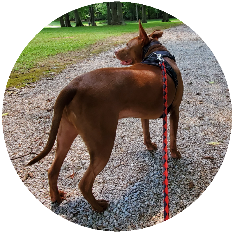 Pit bull dog walking on a trail
