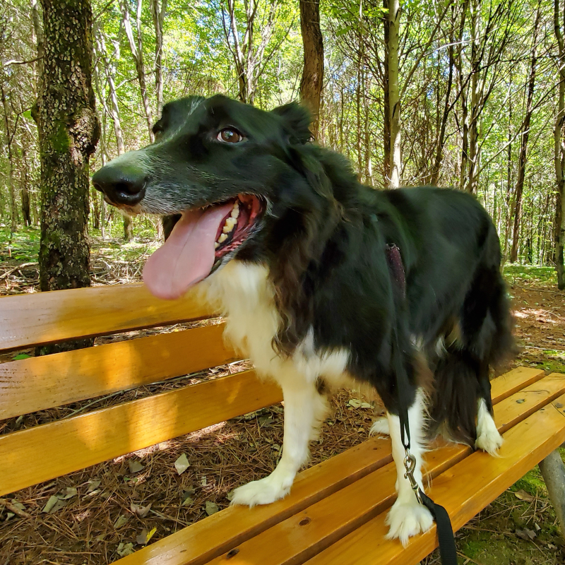Finley dog hiking