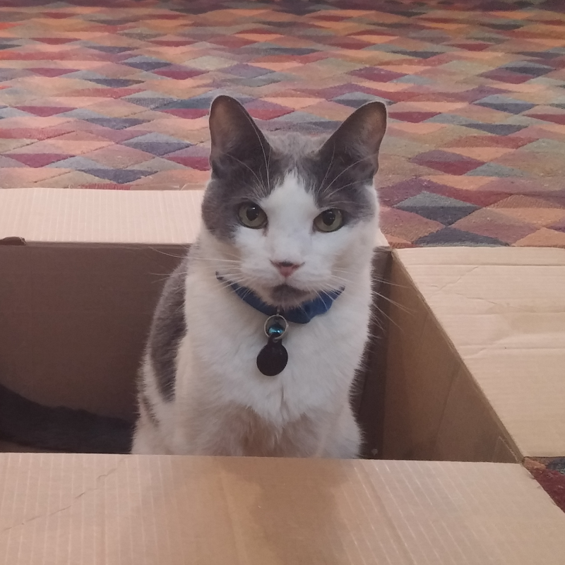 Hardrock cat sitting