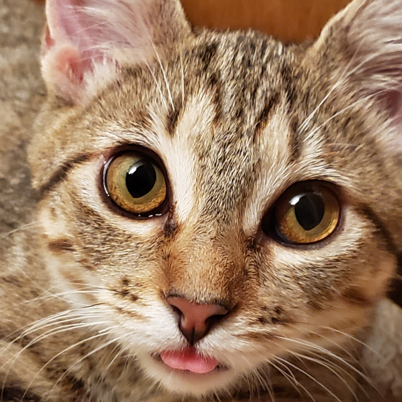 Noodle cat sitting