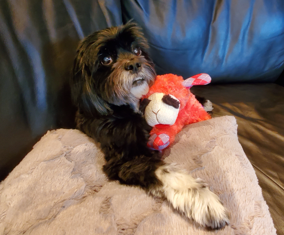 Poofy, a shih-poo dog, enjoying being at home instead of at a boarding facility