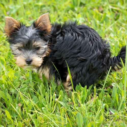 A yorkie dog taking a potty break outside