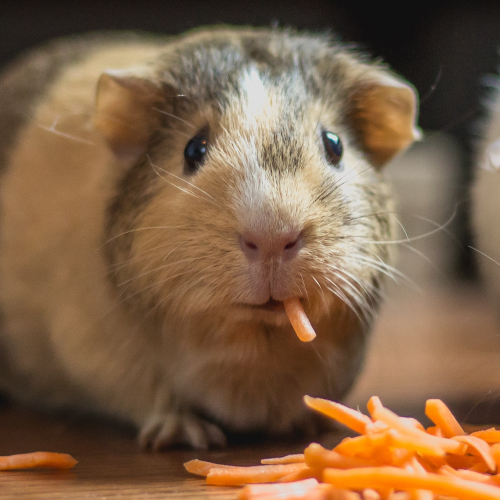 Guinea Pig eating carrots