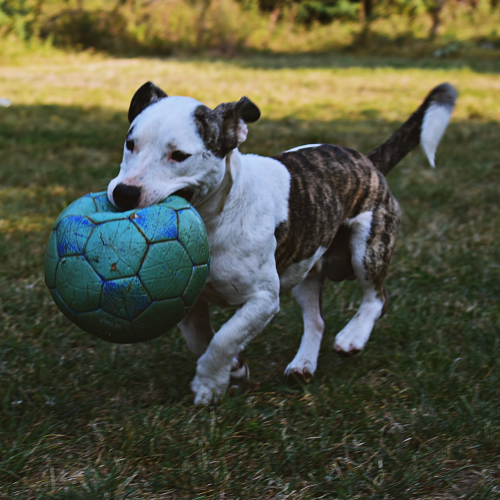 A pit bull dog playing with a ball