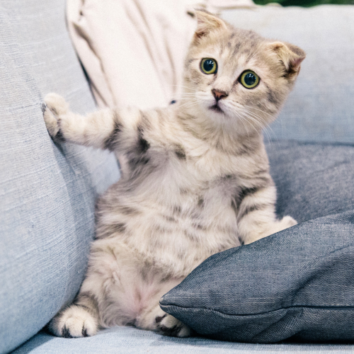 A cat sitting on a couch