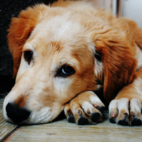 A dog laying down