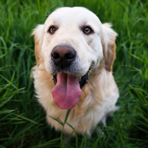 A golden retriever dog sitting