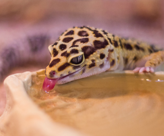 Leopard gecko exotic pet sitting